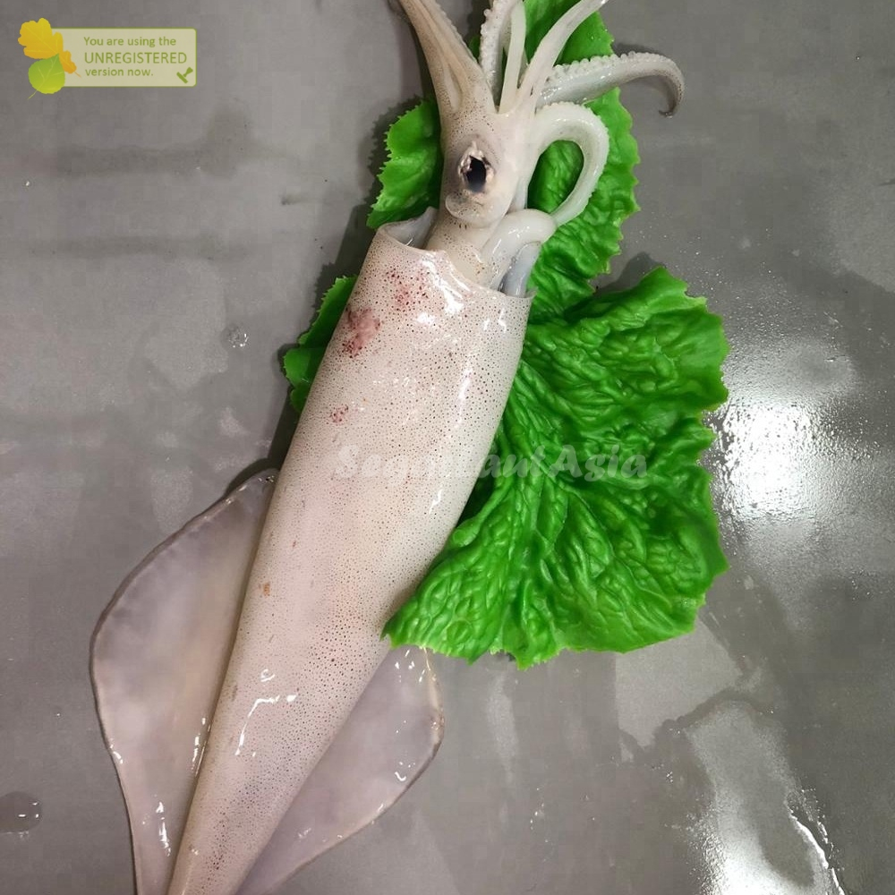 

Cumi Segar Cumi Sero Jumbo Ikan Laut Segar 1Kg
