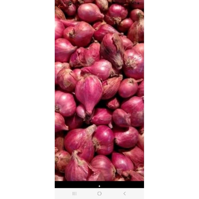 

bawang merah super khusus live 1kg