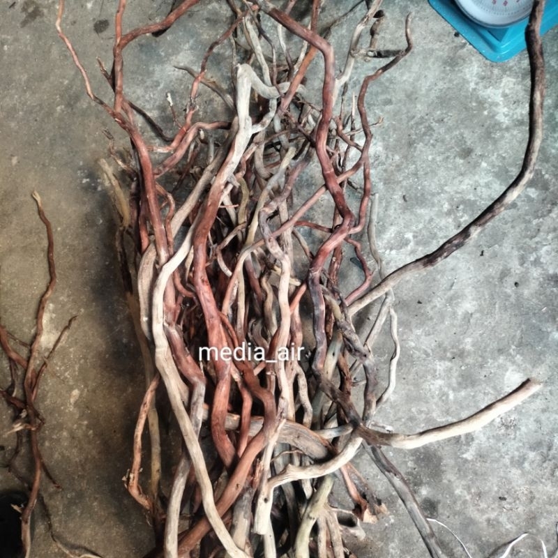 kayu Santigi laut akar santigi laut akar aquascape aquarium/ 30 SD 50 cm