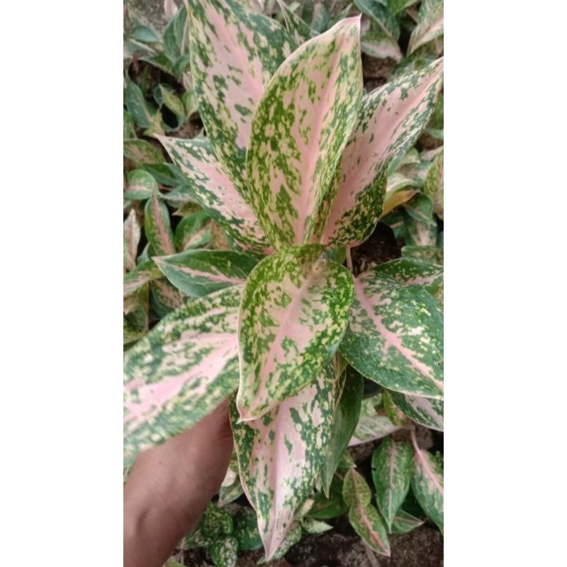 aglaonema silver bell,,murah cantik