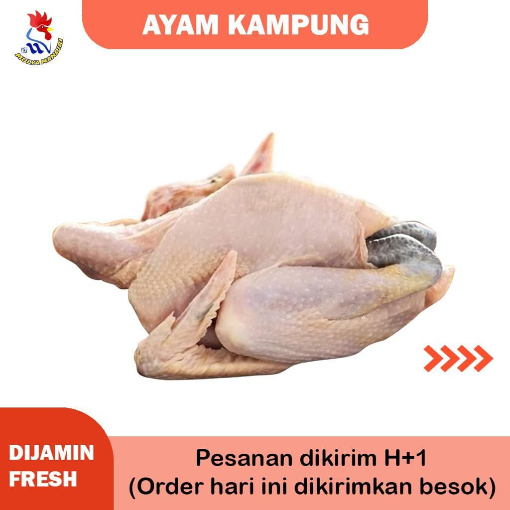 

ayam kampung potong segar ukuran 800 gram