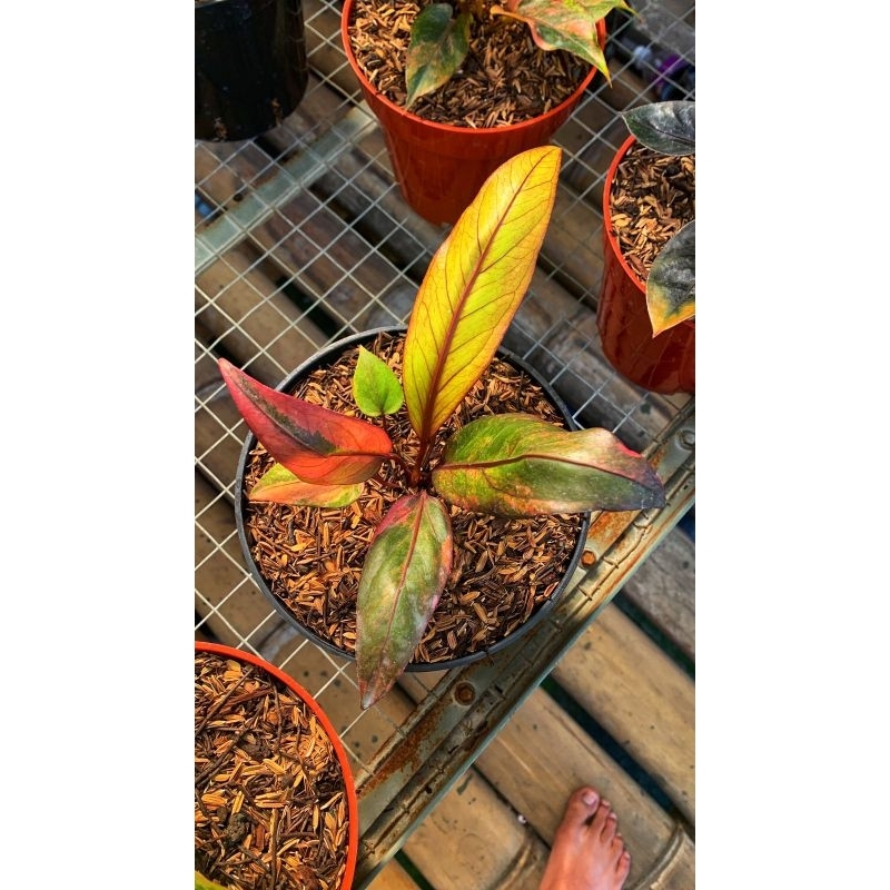 Tanaman Hias Anthurium Hookeri Pink