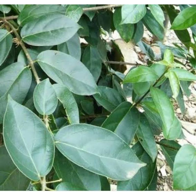 

daun cincau perdu segar