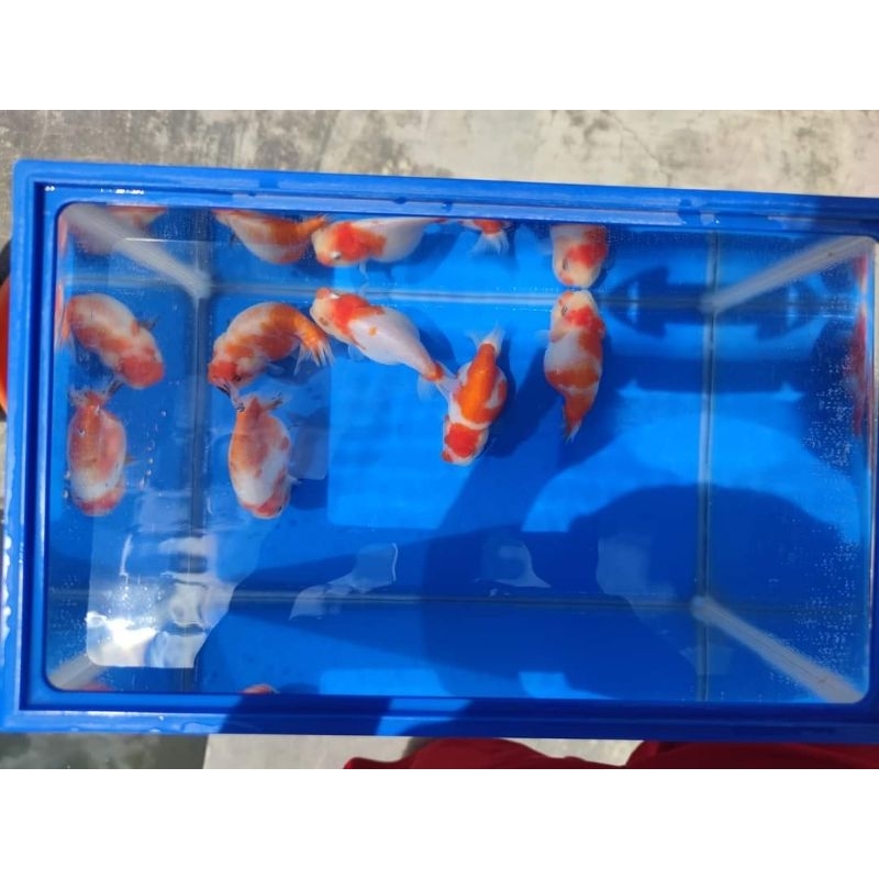 Ikan Mas Koki Ranchu Sakura
