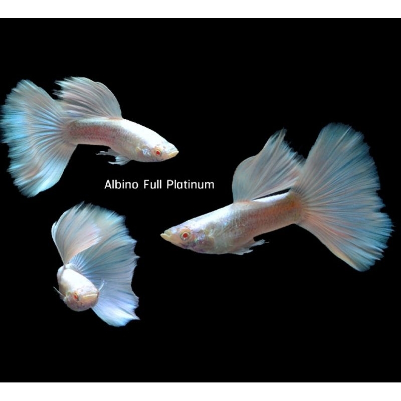 guppy albino full platinum