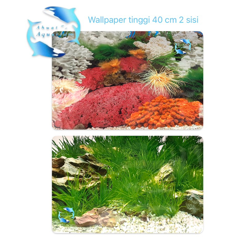 WALLPAPER AQUARIUM 3D CORAL UKURAN 40CM 2 GAMBAR DALAM 1 WALLPAPER BACKGROUND AQUARIUM