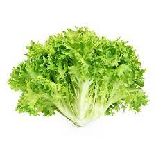 

Lettuce Selada Endive