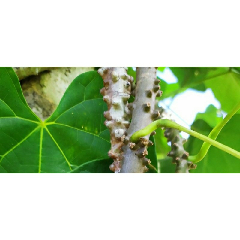 

Brotowali, Obat Herbal untuk banyak penyakit