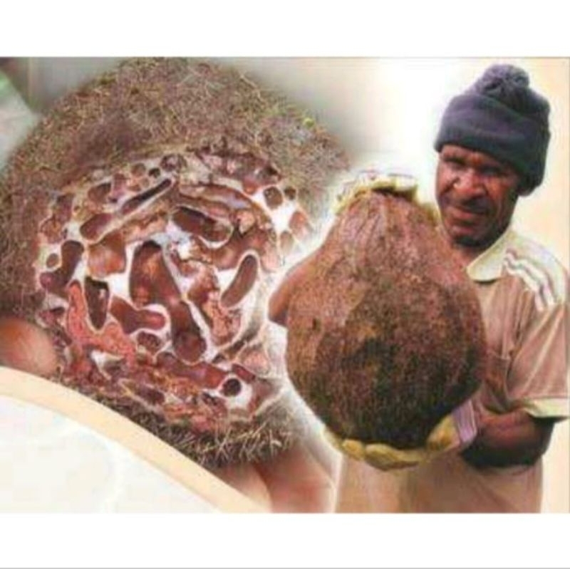 

Sarang semut Papua asli 100 g kering pengobatan herbal Original obat tradisional bertahap 100 gram Semut 100gr