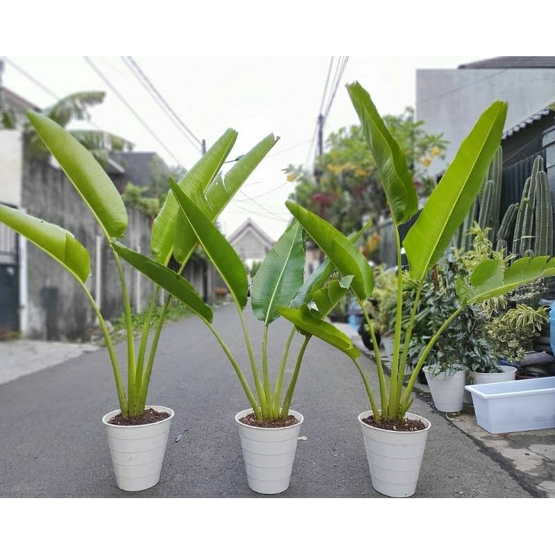 tanaman hias pisang kipas 1 meter