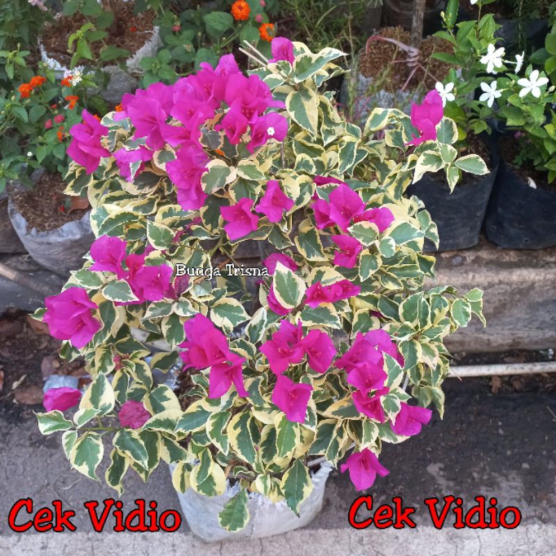 BERBUNGA TANAMAN HIAS BUGENVIL - BOUGENVILLE PINK FANTA - BOUGENVIL SUDAH BERBUNGA - BOUGENVILLE