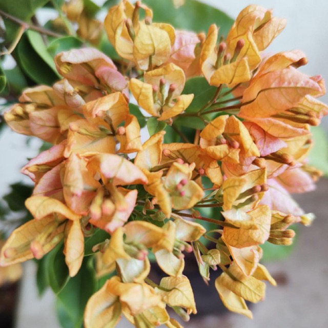 BIBIT BOUGENVILLE ANGGUR KUNING bougenville import bergaransi