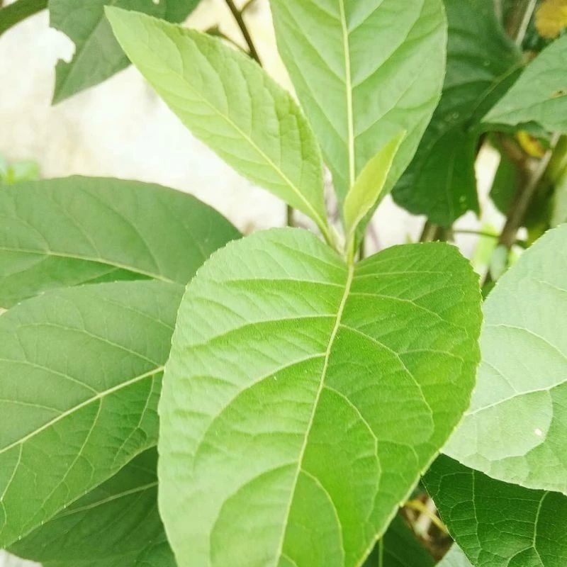 

Daun Klorofil/Daun Afrika Segar/Africa Leaves Fresh per 20 lembar