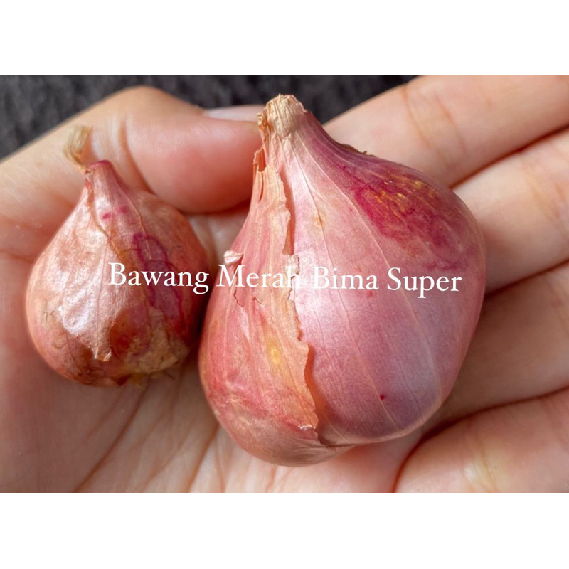 

BAWANG MERAH SUPER JUMBO BIMA/BREBES