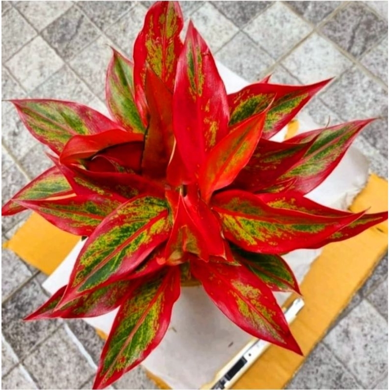 Aglonema Red Lipstik Siam Aurora / Lipstik Merah / Aurora Merah Tanaman Hias Aglonema Aglaonema Red 