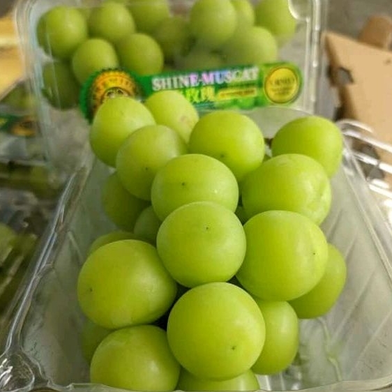 

Green Seedless Grapes | Anggur Shine Muscat Hijau | Shine Muscat Hijau | Anggur Tanpa Biji