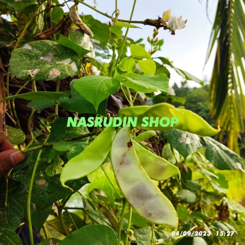 

[Fresh] BIBIT BIJI SAYUR KACANG KRATOK (10 BIJI ) / KACANG ROAY / KEKARA / KARA / KRATO KERATO /