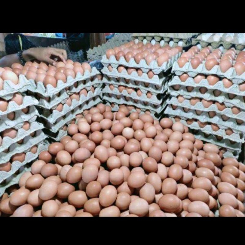 

Telur 1kg