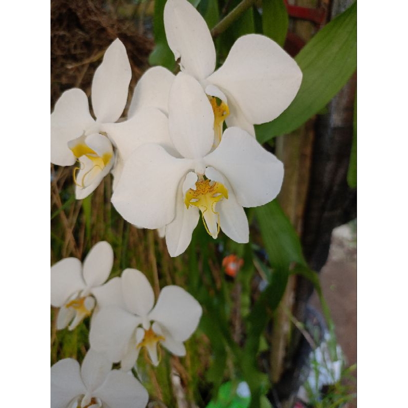 Phalaenopsis amabilis/Bulan amabilis/Bulan putih
