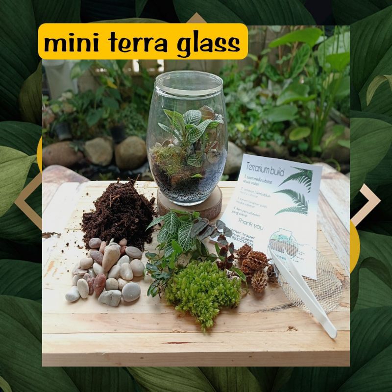 mini terrarium kit