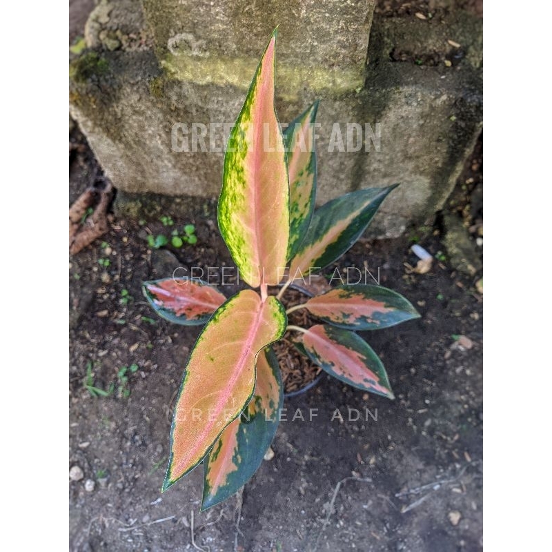 Tanaman Hias Aglonema Kochin Minmongkon | varian tembaga | Real Pict