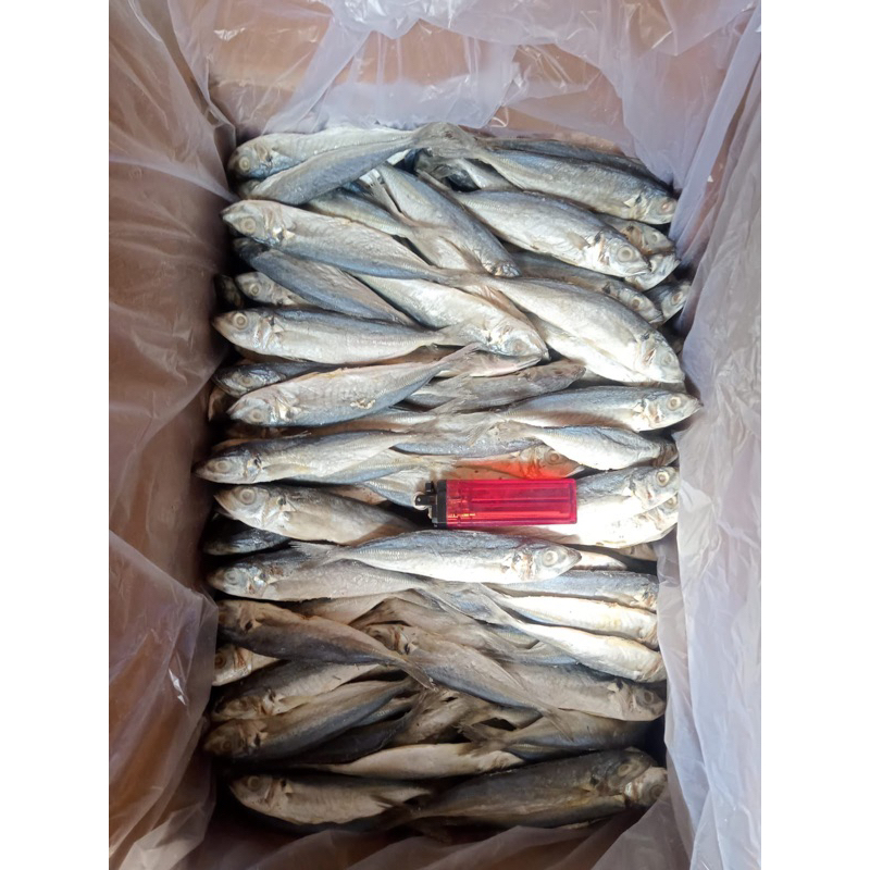 

Ikan Asin Banyar Besar / Peda / Ikan Asin Segar Pilihan 500 gr Isi 3 - 5 ekor