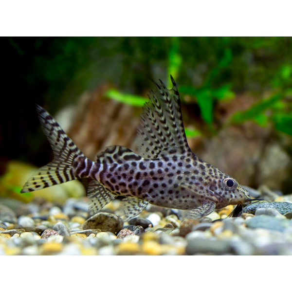 Synodontis Eupterus Catfish Ikan Hias Pembersih CLEANING Aquarium KHUSUS GOJEK MEDAN