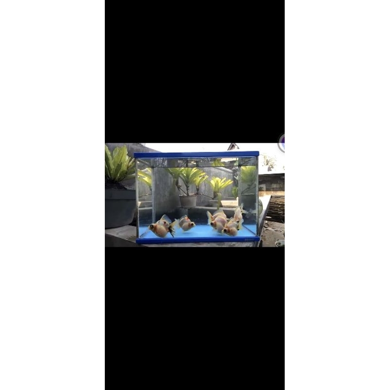 

Ikan Mas Koki Demekin Calico