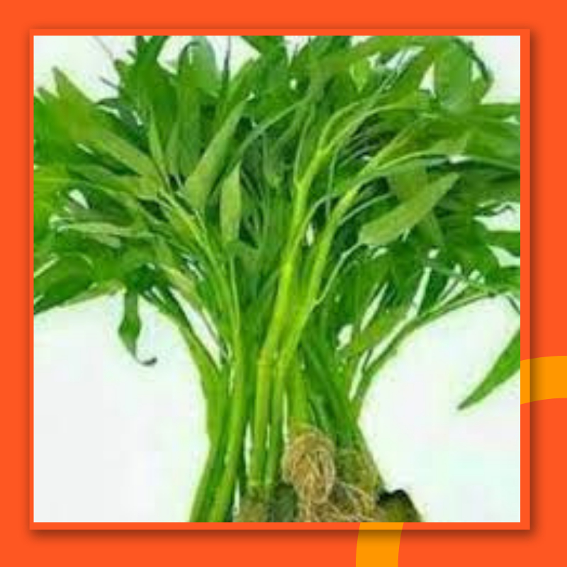 

Kangkung Segar Sayuran Sayur Kangkung Akar Fresh