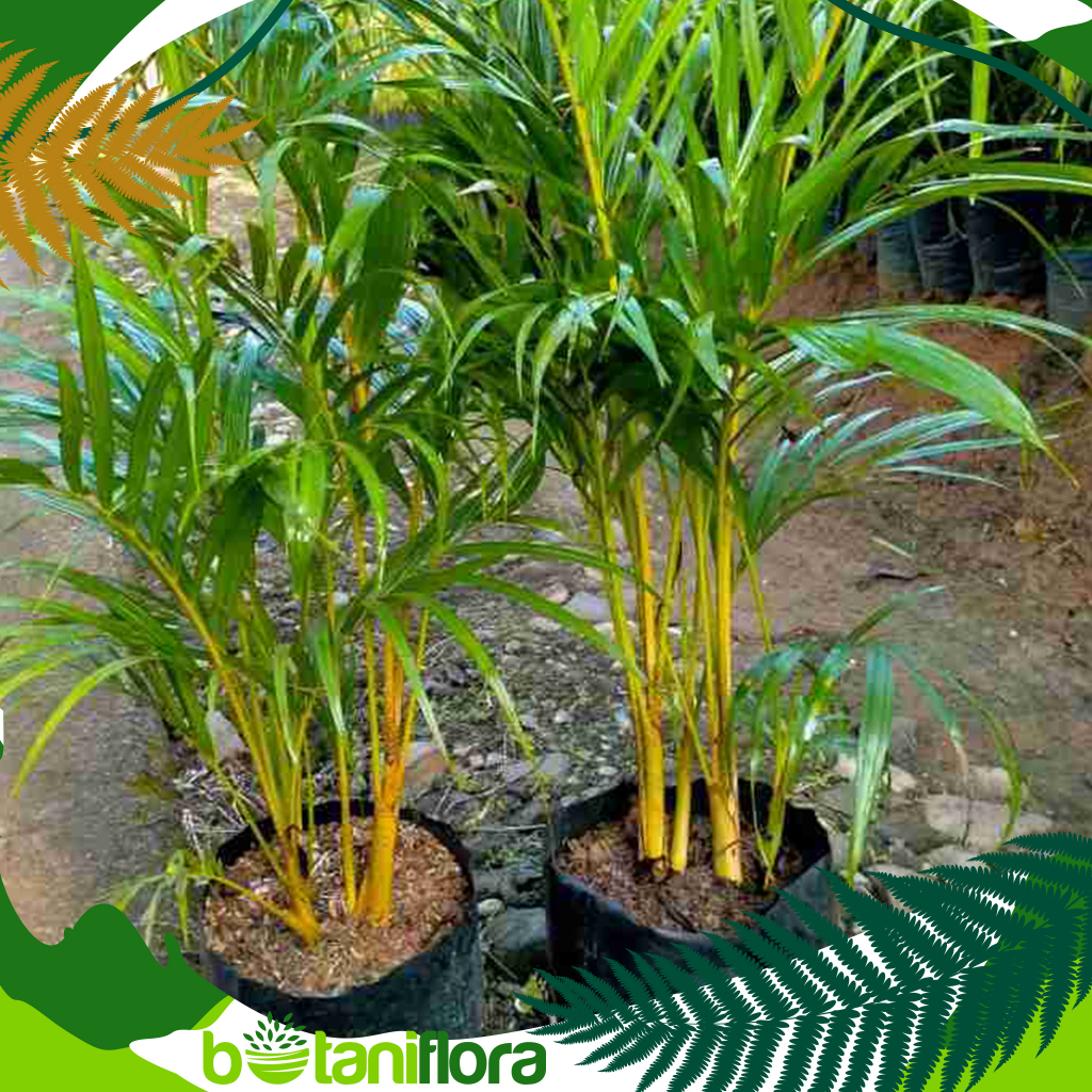 Tanaman Hias Palem Kuning | palem kuning | palem