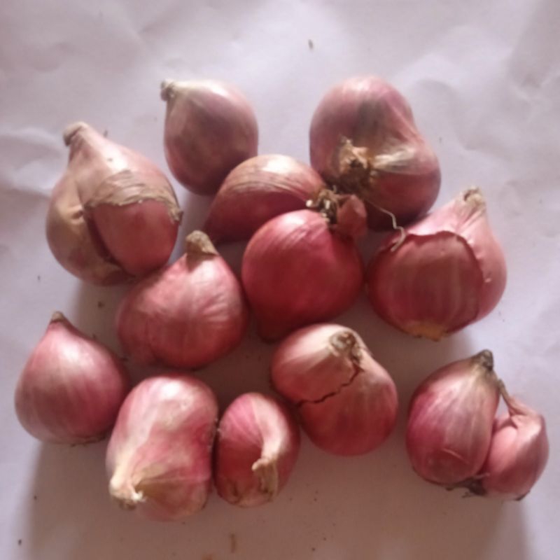 

bawang merah