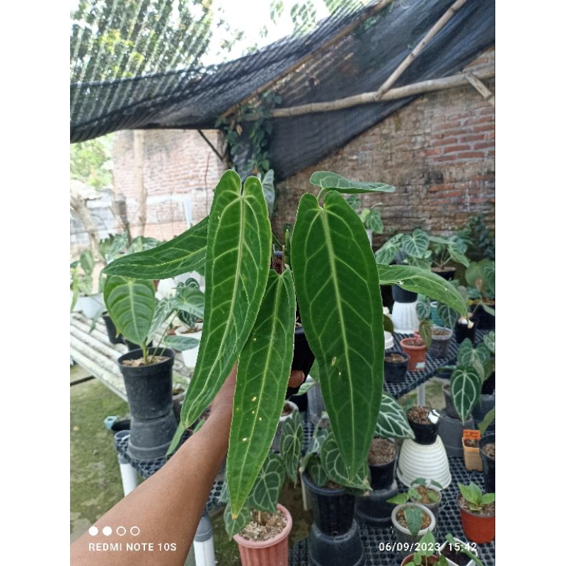 anthurium warocqueanum