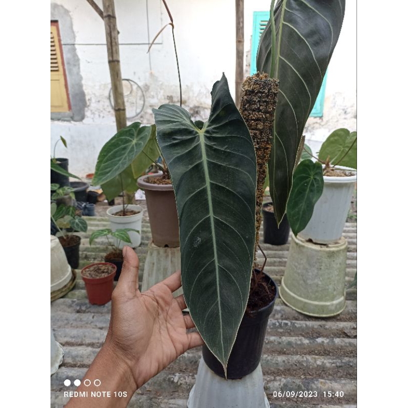 philodendron melano narrow