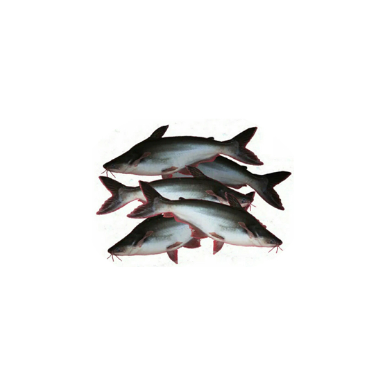 

Ikan Patin Utuh Fresh - 500 Gram