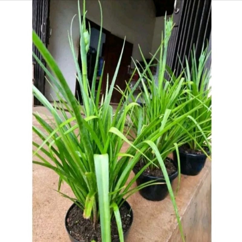 Tanaman Bunga Sedap malam / Bibit tanaman sedap malam siap berbunga