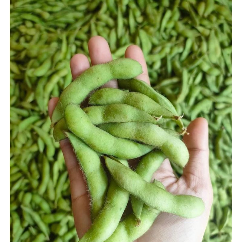 

Edamame mentah