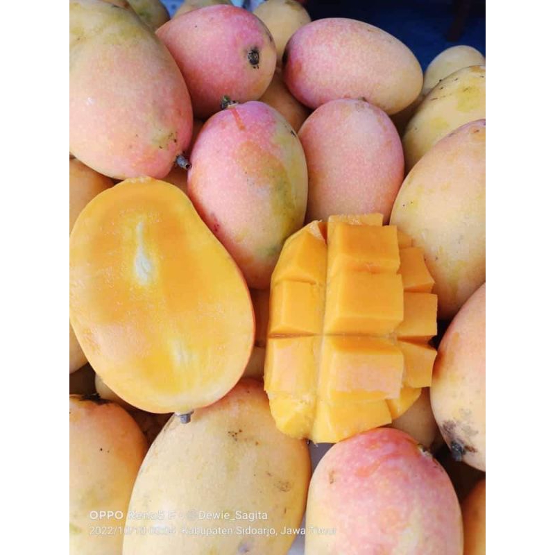 

Mangga Podang Gunung Asli Nganjuk