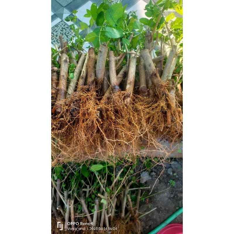 bahan mame Sancang murah