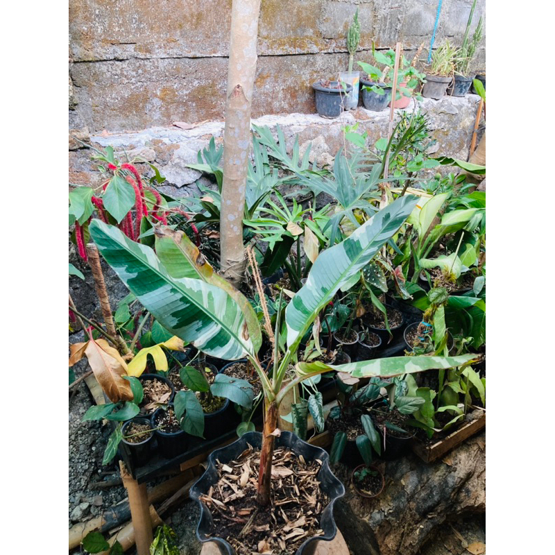 Pisang Varigata / Musae Variegated / Pisvar Jumbo