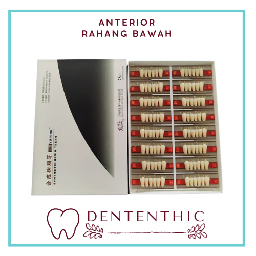 Gigi Palsu Depan Bawah / Gigi Palsu Acrylic Caiyu / Synthethic resin teeth