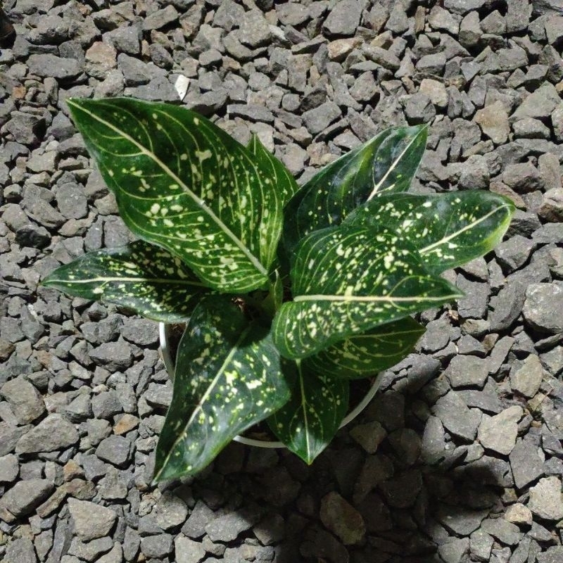 aglonema siti nurbaya