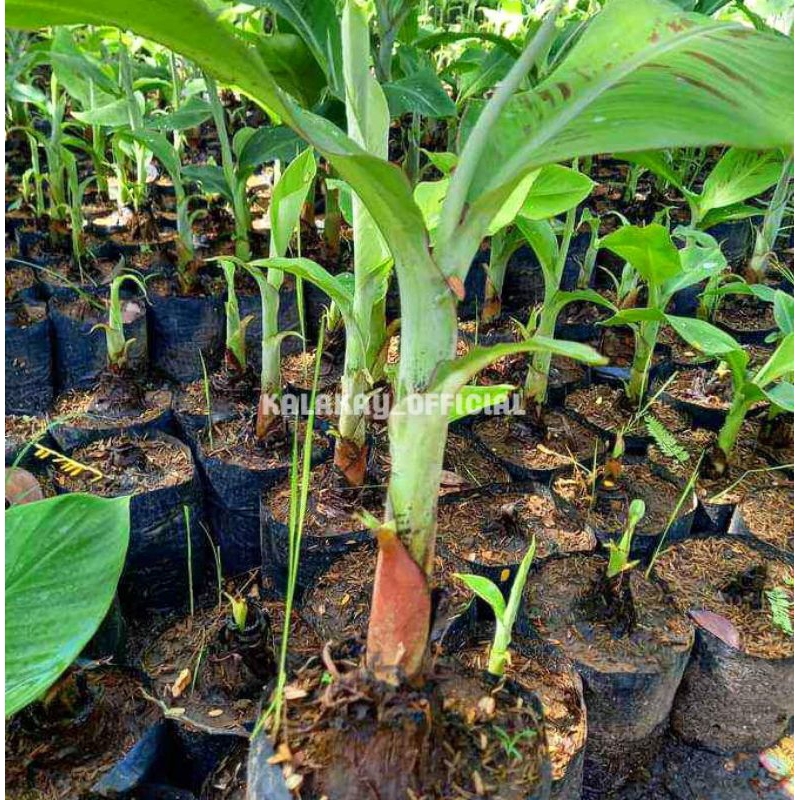 Bibit Pisang Raja Bulu Sereh Kualitas Unggul / Bibit Pisang Raja Cere