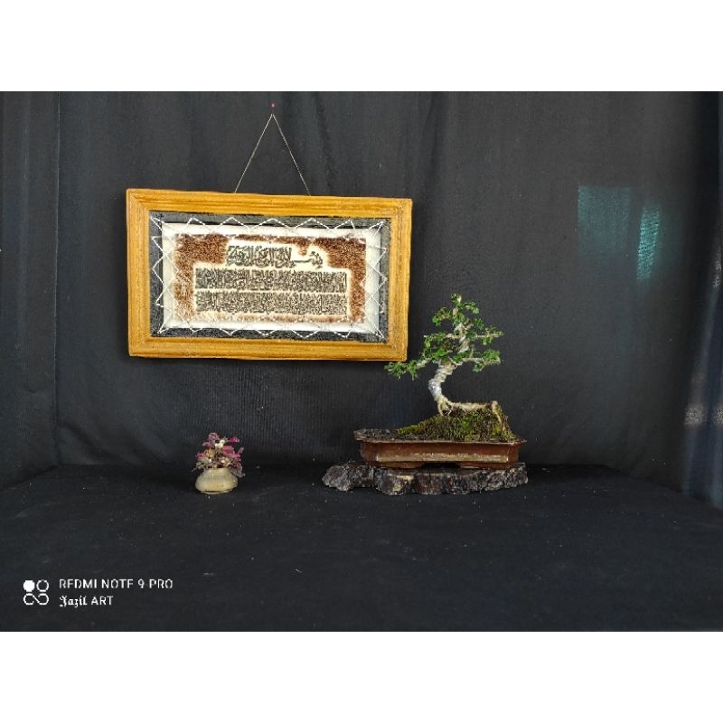 Mame Bonsai hokianti mikro