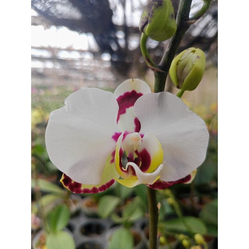 anggrek bulan grade B putih bintik merah maroon phalaenopsis hybrid bunga medium kondisi knop mekar mirip dalmation dalmatian