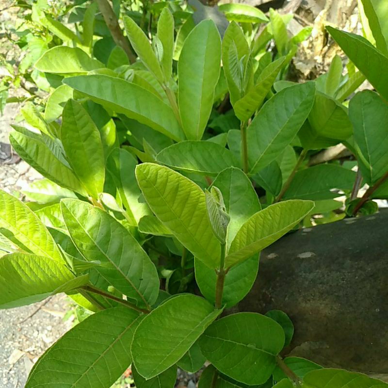PUCUK DAUN JAMBU KLUTUk
