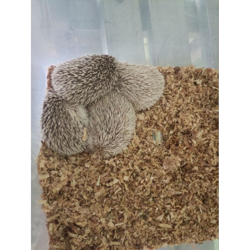 Landak mini anakan lucu sehat murah jenis albino, pinto, saltpaper dll