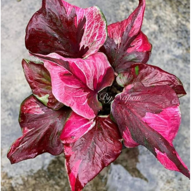 caladium thai series