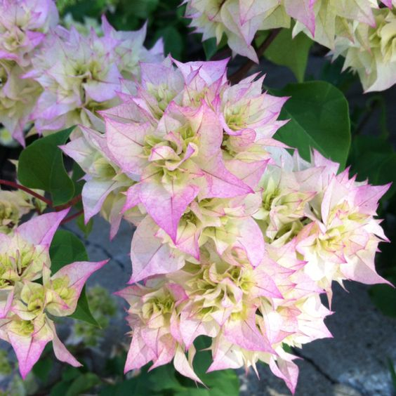 Bibit Bunga Bougenville Bugenvil Hawai Cherry Blossom ORIAN