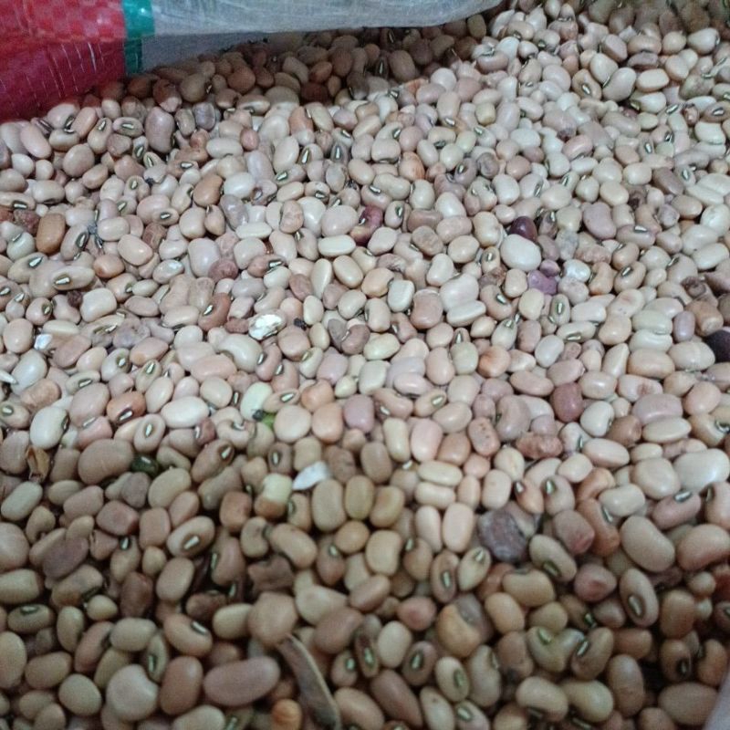 

Kacang Dadap Mentah (repack 1kg)