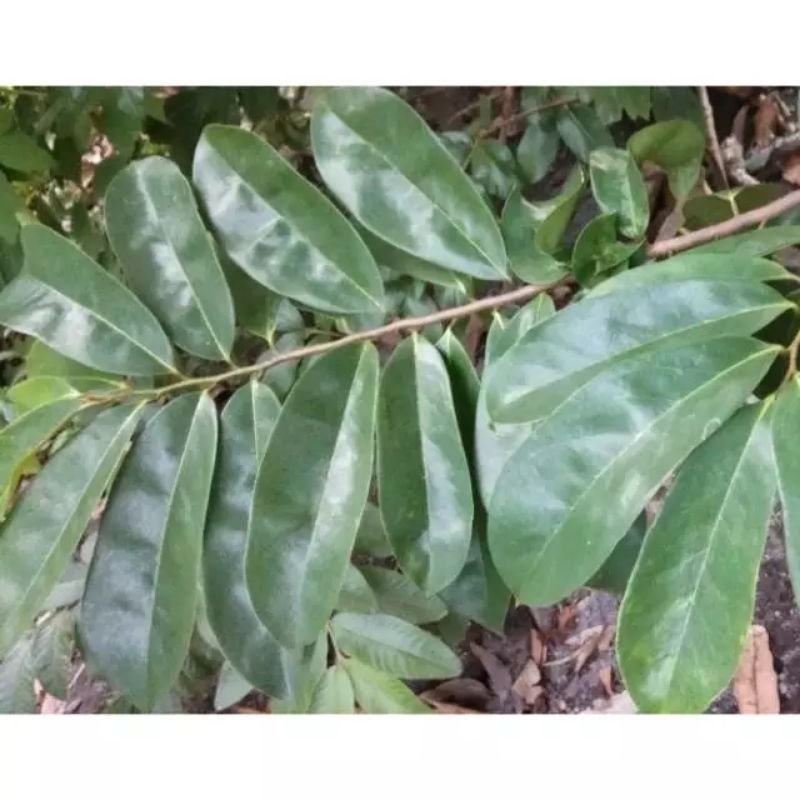 

Daun sirsak segar isi 10 lembar/daun sirsak/daun herbal/isi 10 lembar